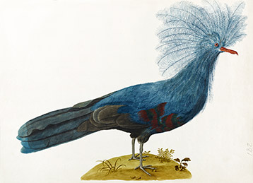 crowned pigeon depicted
